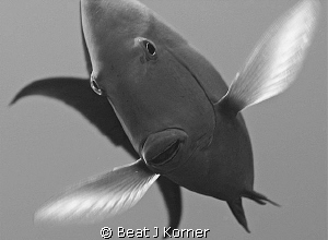 Surgeonfish appears like a hummingbird hovering in front ... by Beat J Korner 